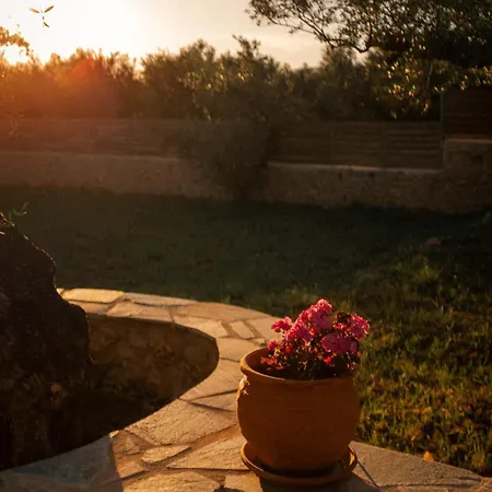 The Olive Grove