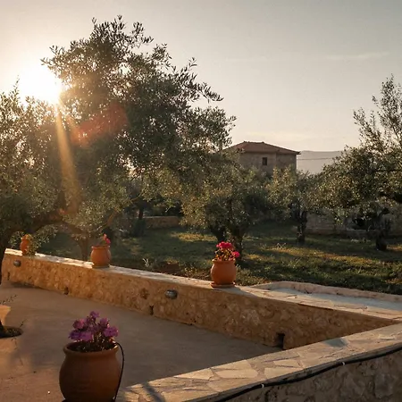 The Olive Grove