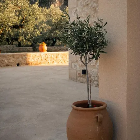 The Olive Grove *